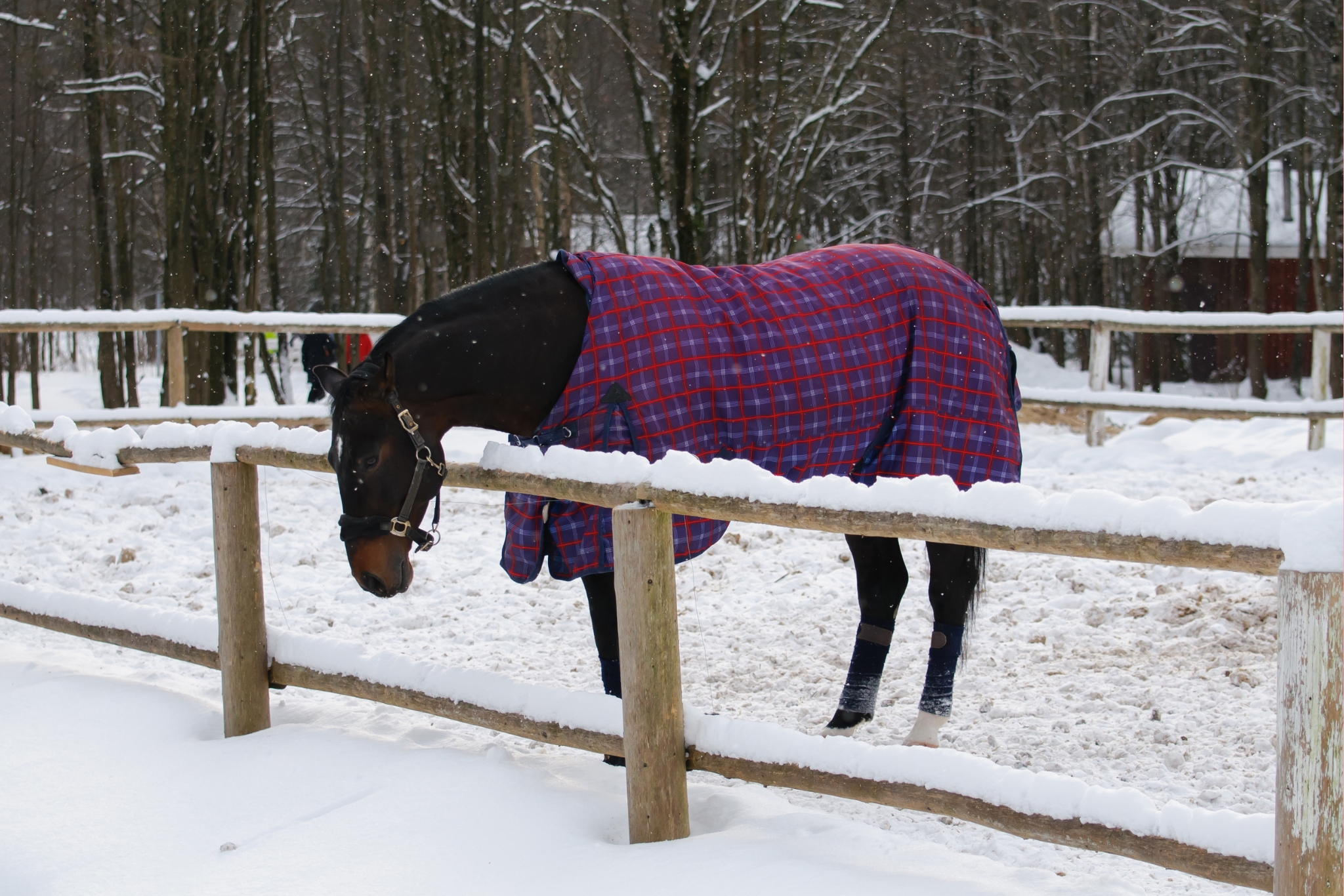 Does My Horse Need a Blanket? Temperature Guide & Expert Tips