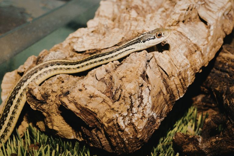 Cork Bark for Reptiles: The Ultimate Natural Habitat Guide