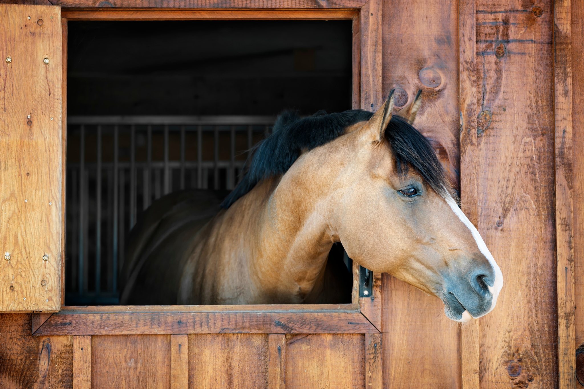 Beet Pulp for Horses : Benefits, Feeding Tips & Everything You Need to Know
