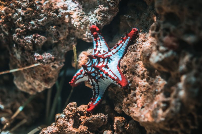 Live Rock Benefits: Guide to Natural Filtration in Saltwater Aquariums