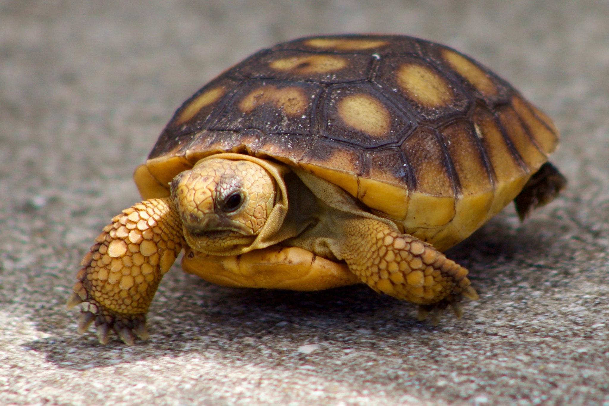 Russian Tortoise Temperature Requirements: How to Keep Your Shelled Friend Happy and Healthy