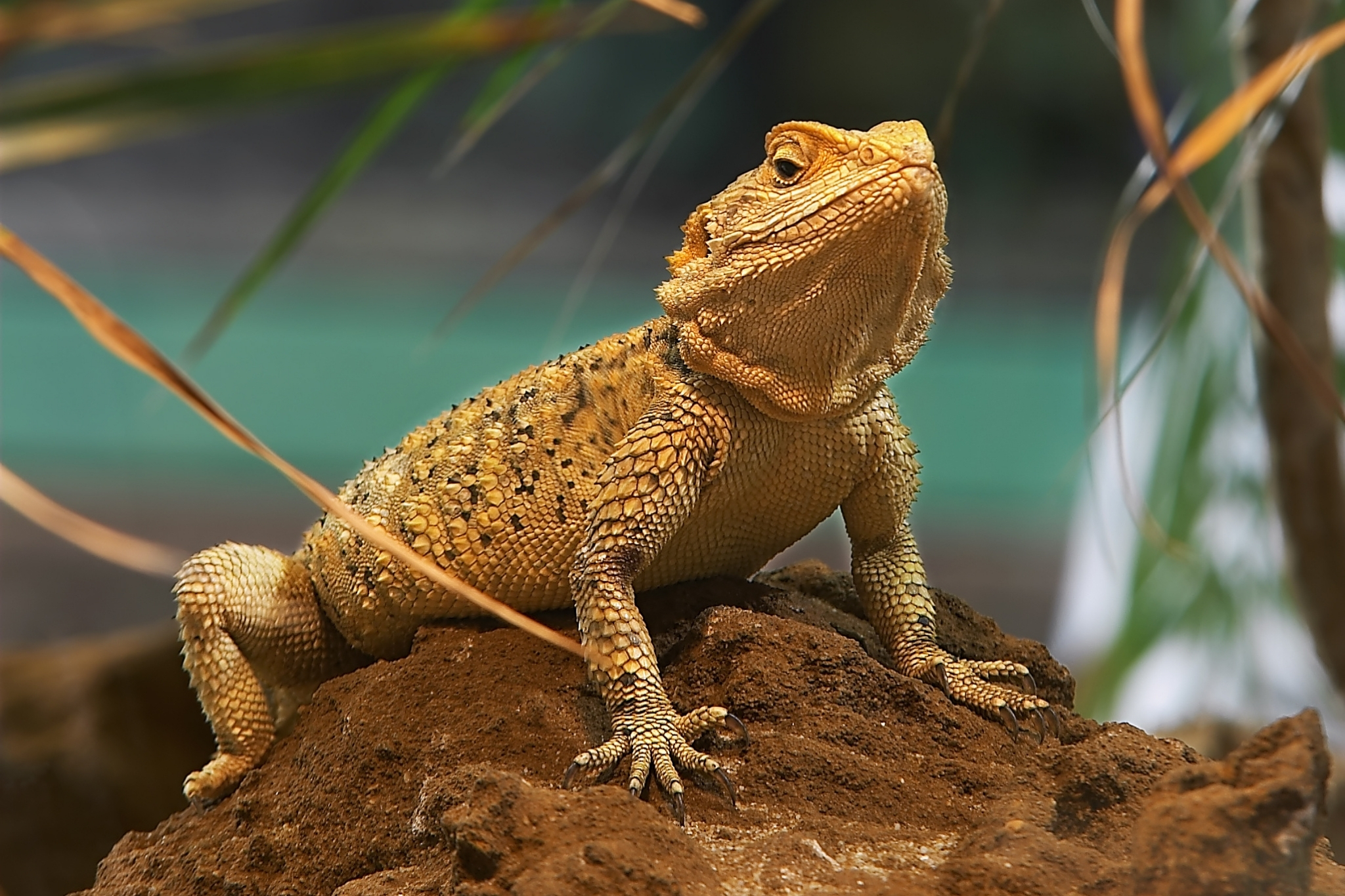 bearded dragon