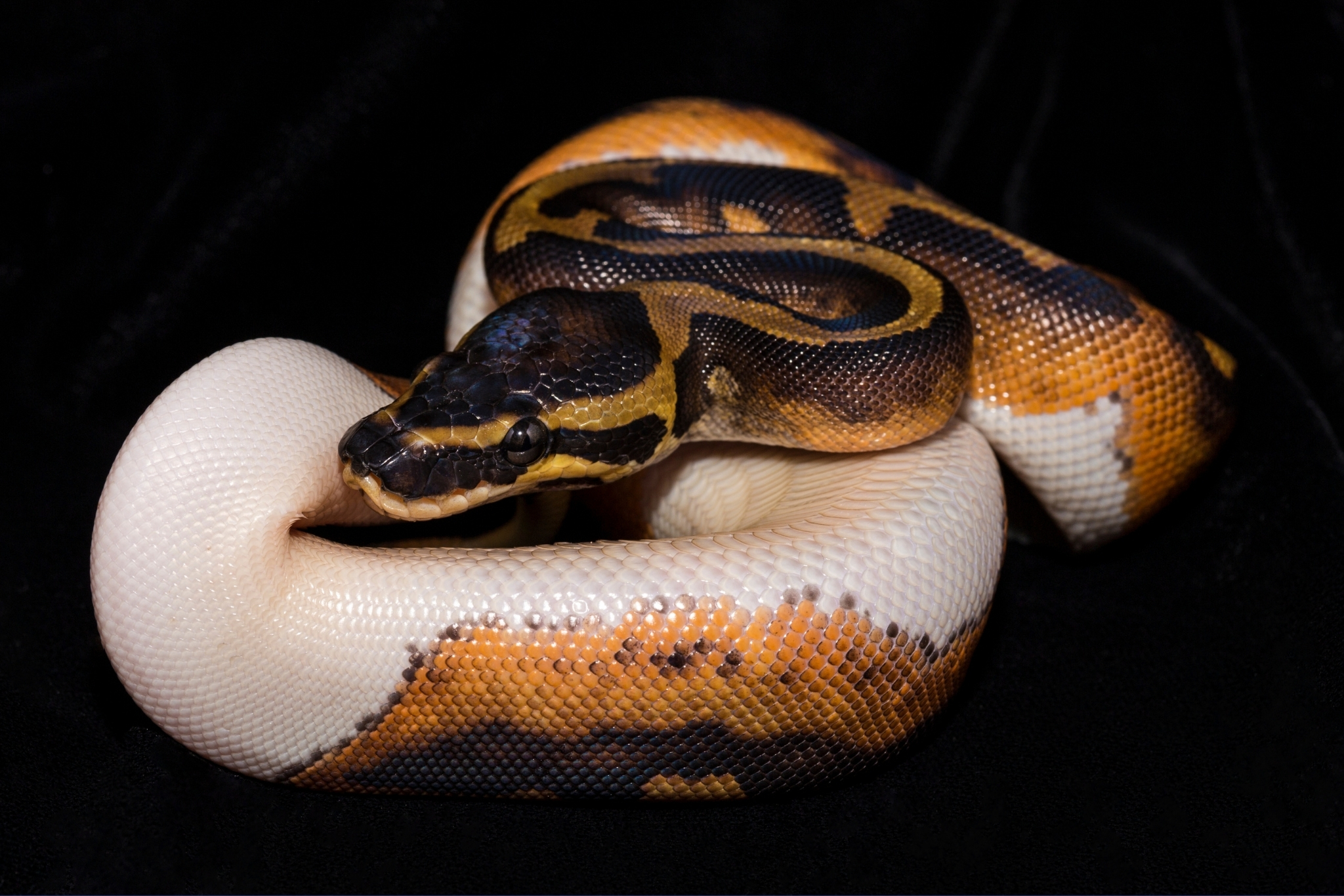 ball python