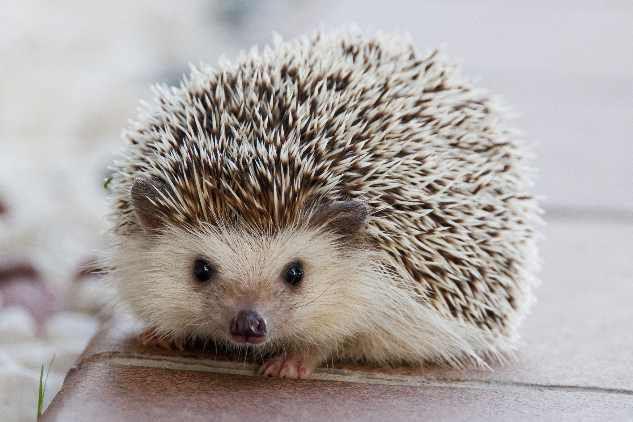hedgehog
