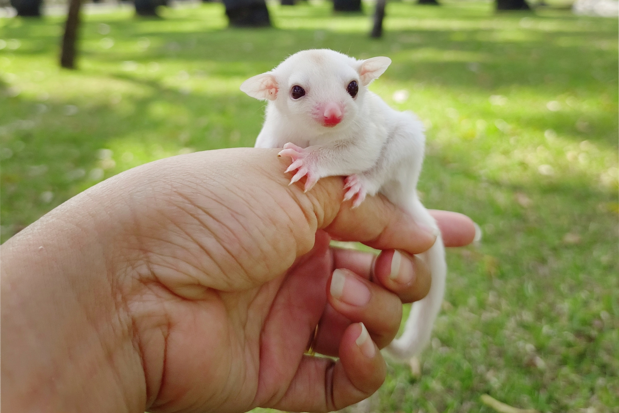sugar glider