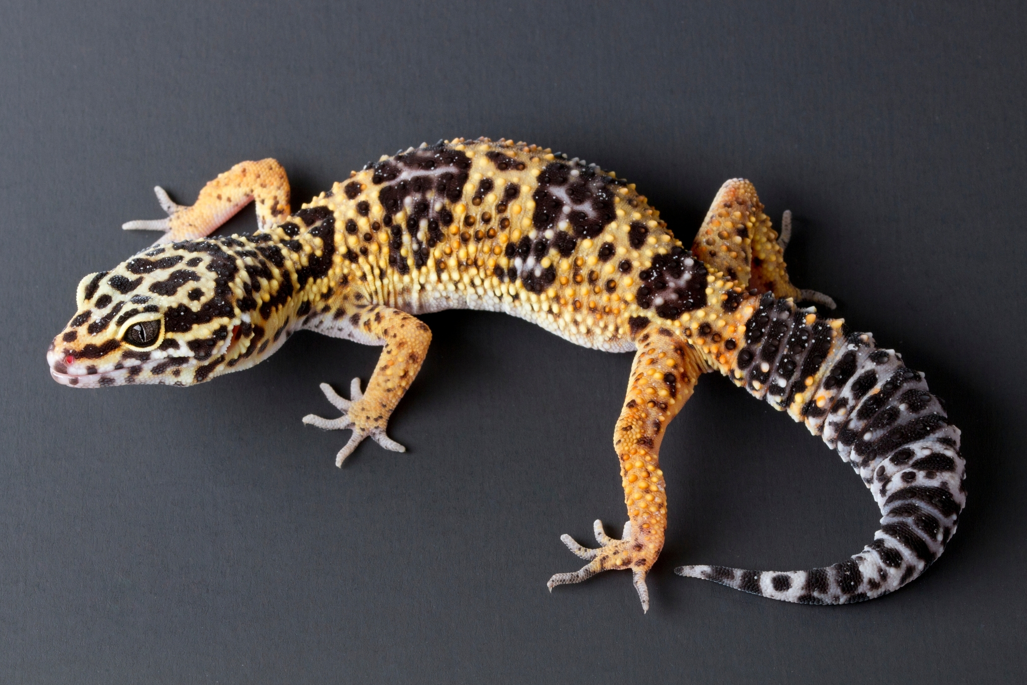 leopard gecko