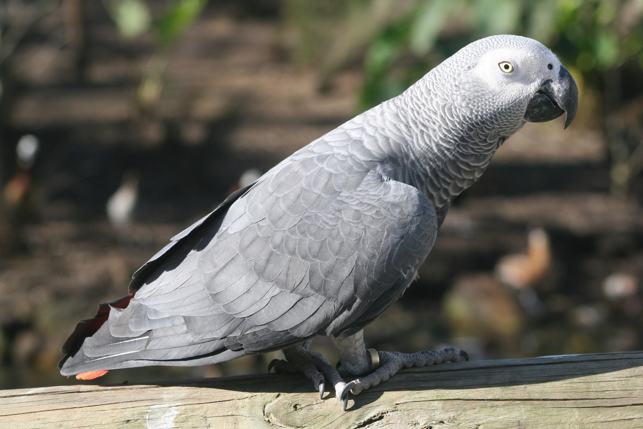 African grey parrot