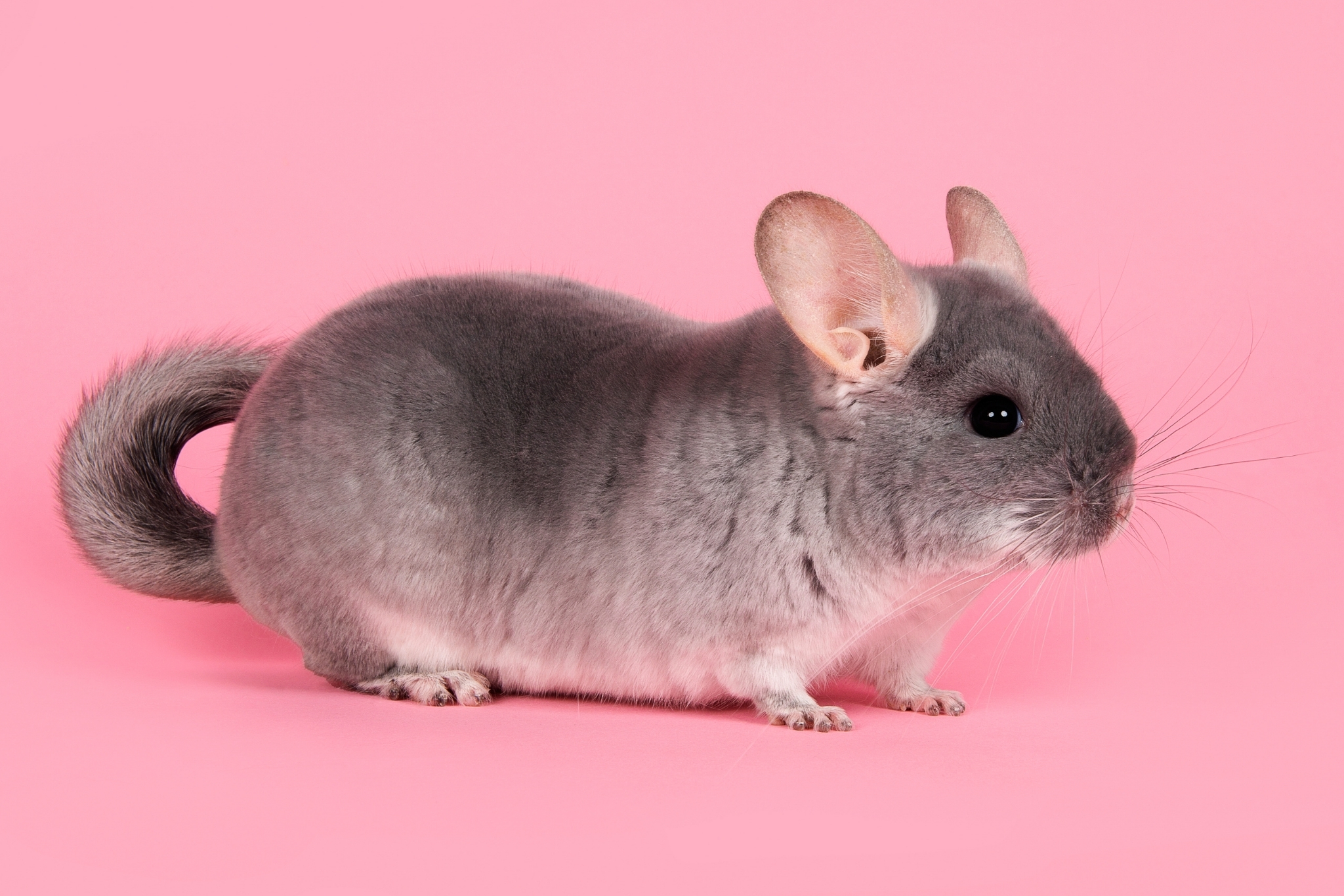 chinchilla
