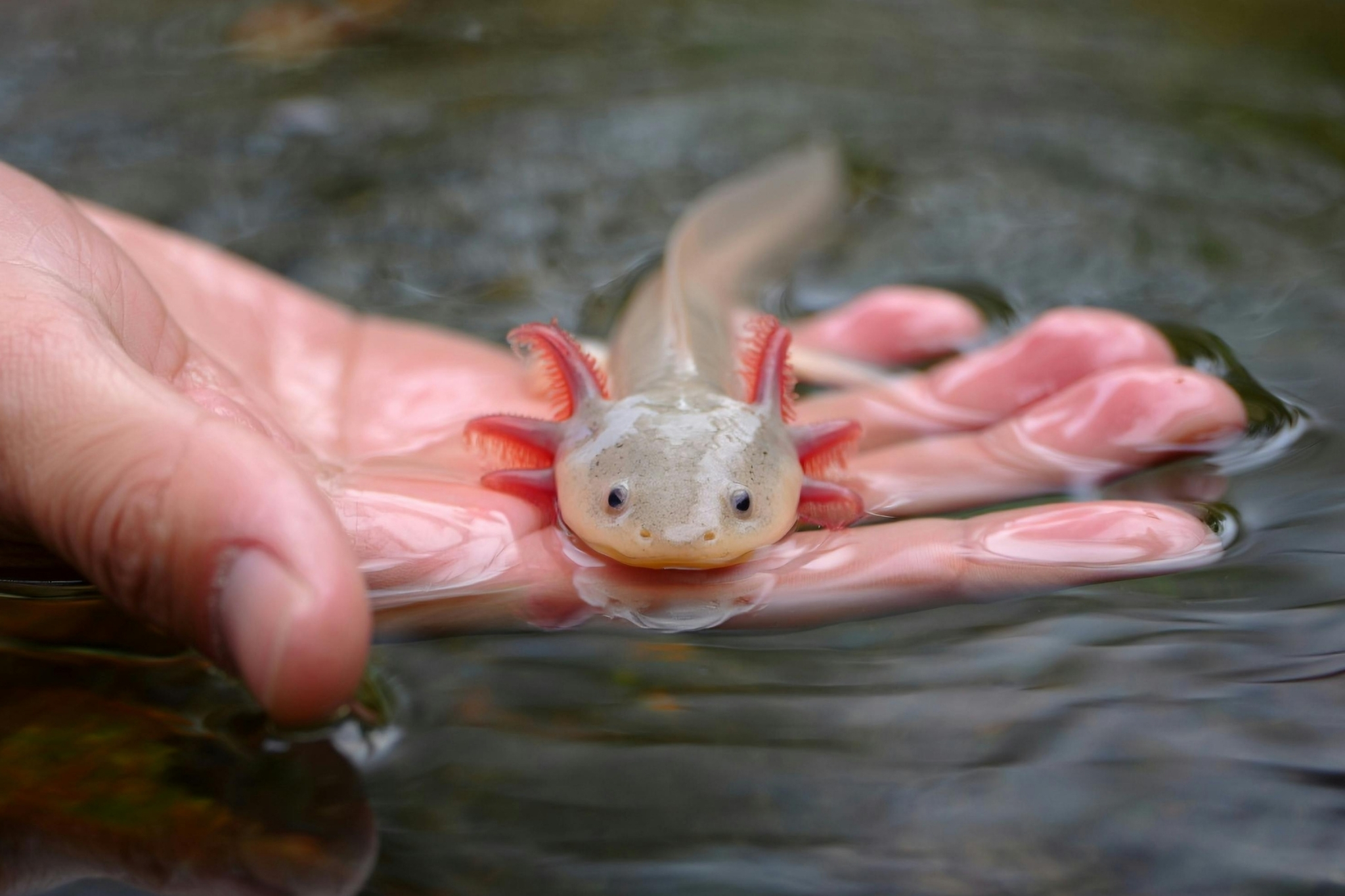 axolotl