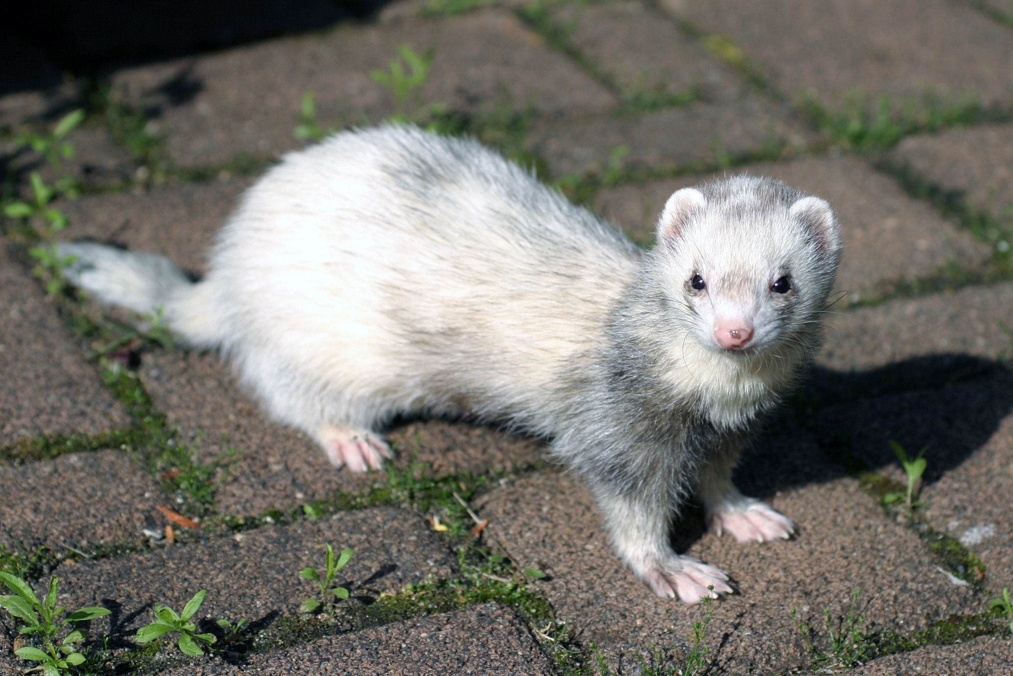 ferret