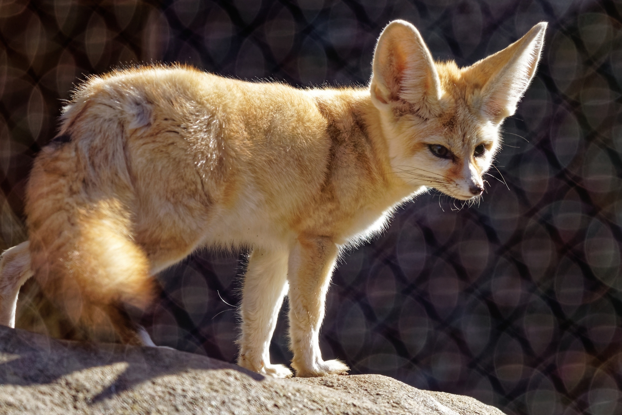 fennec fox