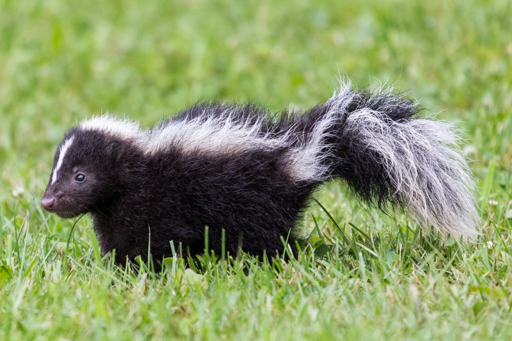 pet skunk