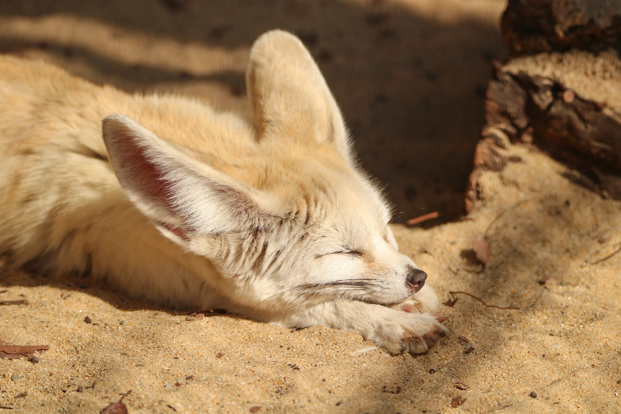 Popular Exotic Pets: Care, Costs & What You Need to Know