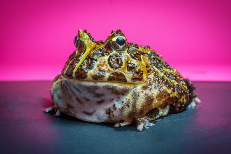 Why Pacman Frogs Make Perfect Pets: 10 Reasons to Love These Adorable Amphibians