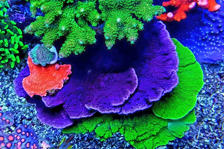 LPS vs SPS Corals Explained: Everything You Need to Know