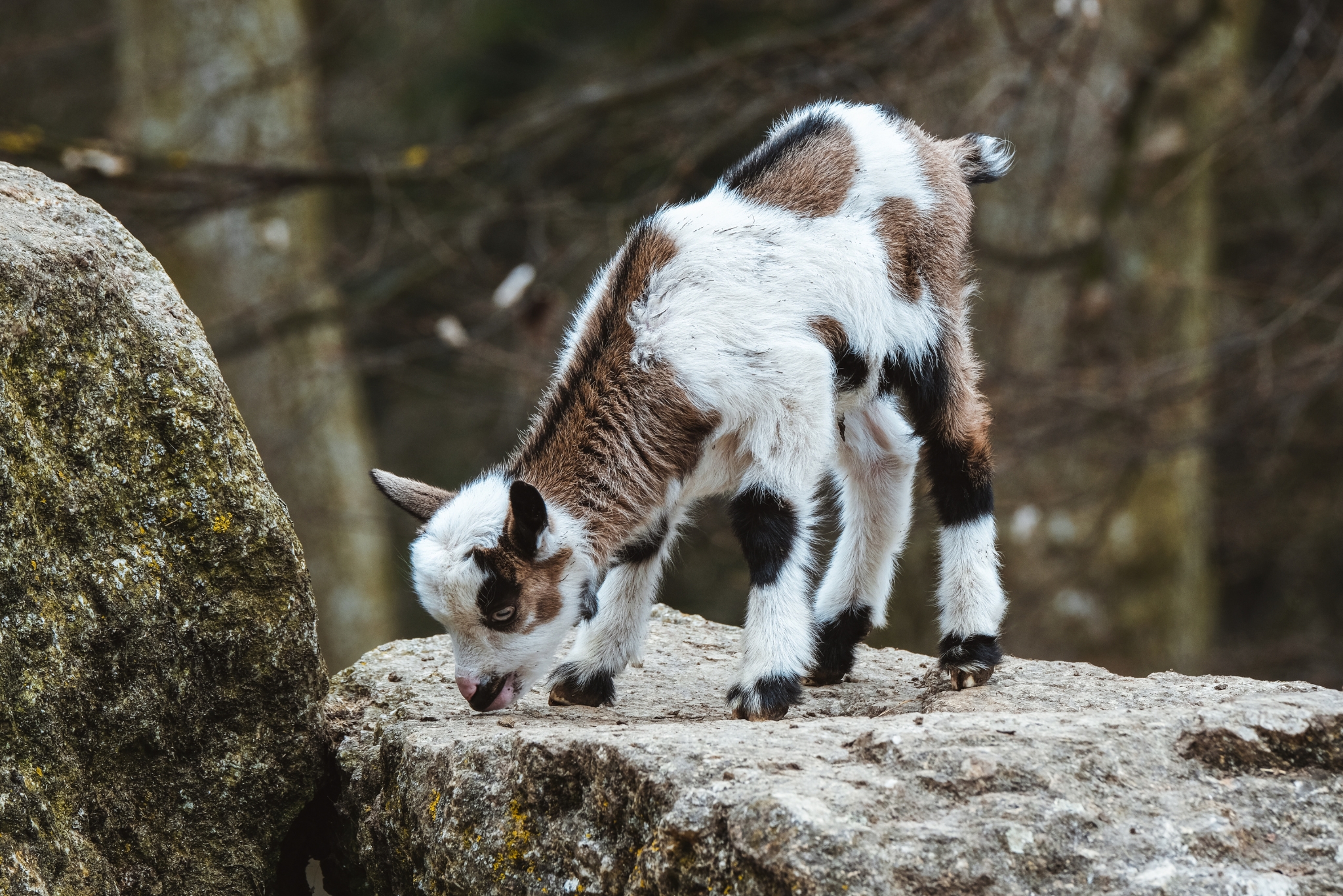 Best Treats for Pygmy Goats: 15+ Healthy Snacks Your Goats Will Love