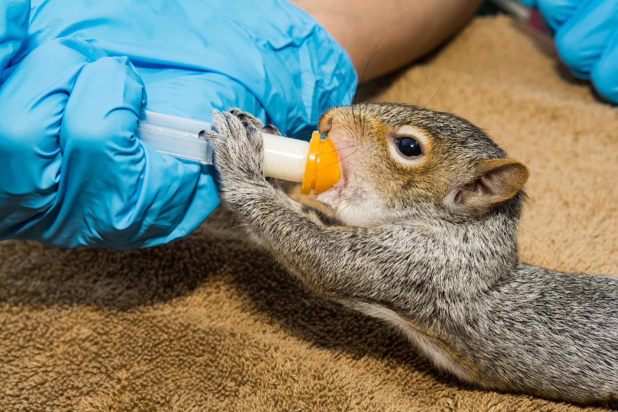 Should You Become a Wildlife Rehabilitator? Here Are 14 Things You Must Know First