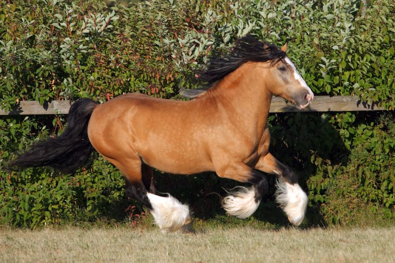 Gypsy Vanner Horse Breed Guide: From Romani Caravans to Modern Stables