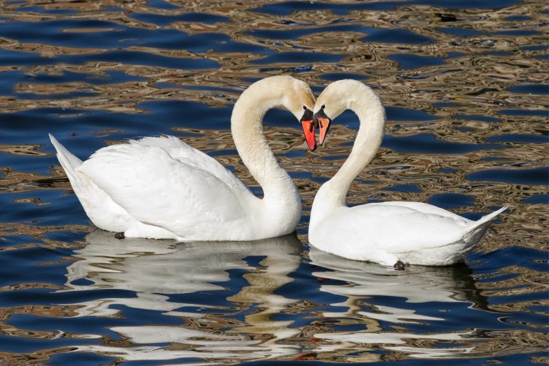 16 Romantic Animals That Put Your Love Life to Shame This Valentine's Day