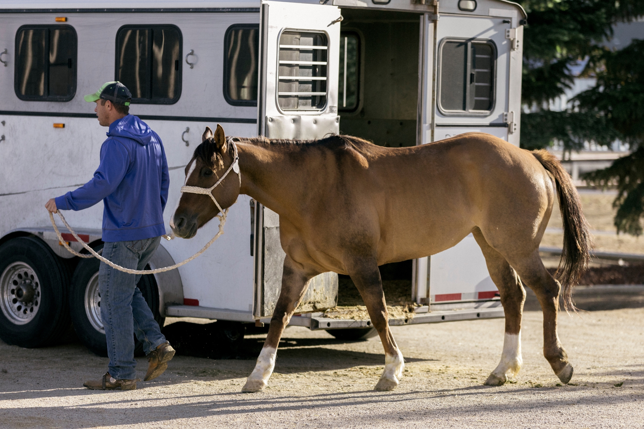 Stress Free Horse Trailering: 15 Tips Every Equestrian Needs to Know