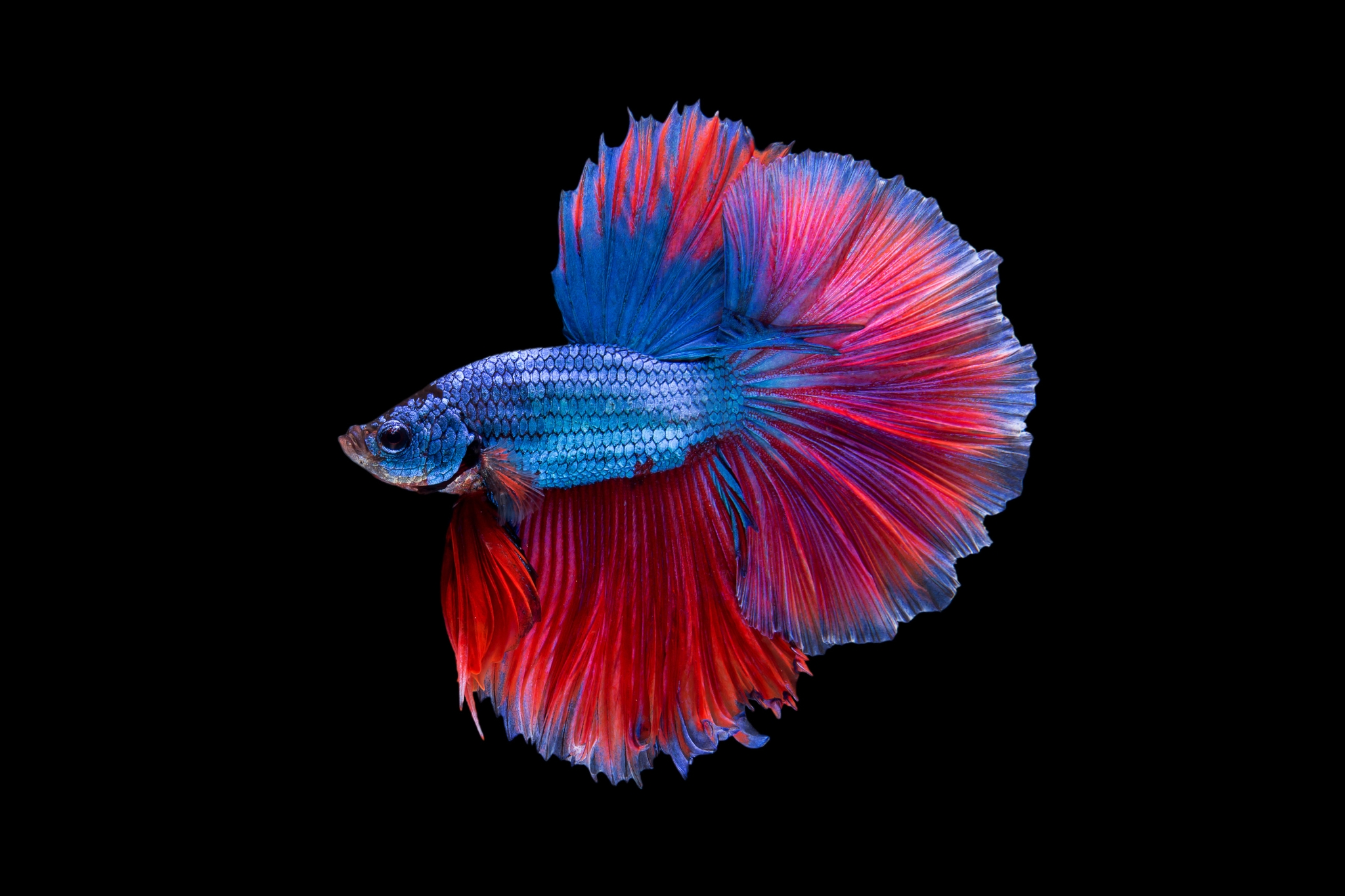 10 Reasons Why Betta Fish Make Awesome Pets