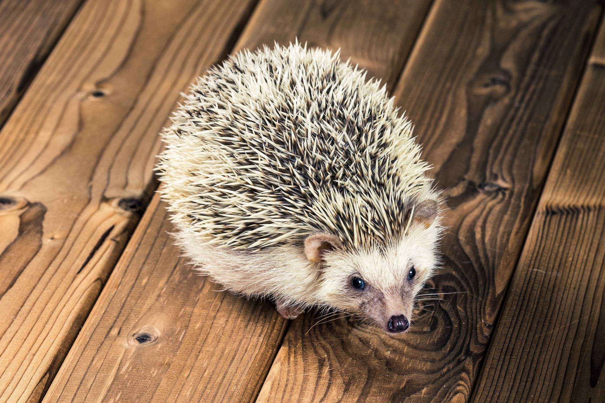 The 7 Worst US States for Exotic Pets: Which States Ban Hedgehogs, Ferrets & Sugar Gliders?