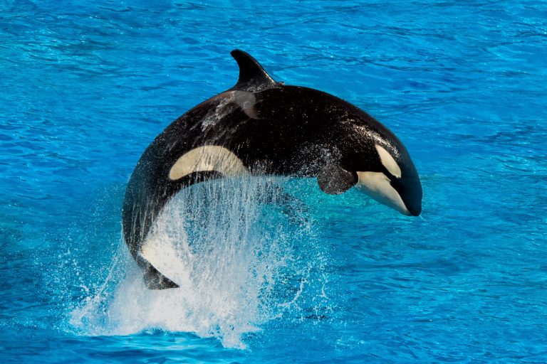 Killer Whale Facts So Incredible You Won't Believe They're True
