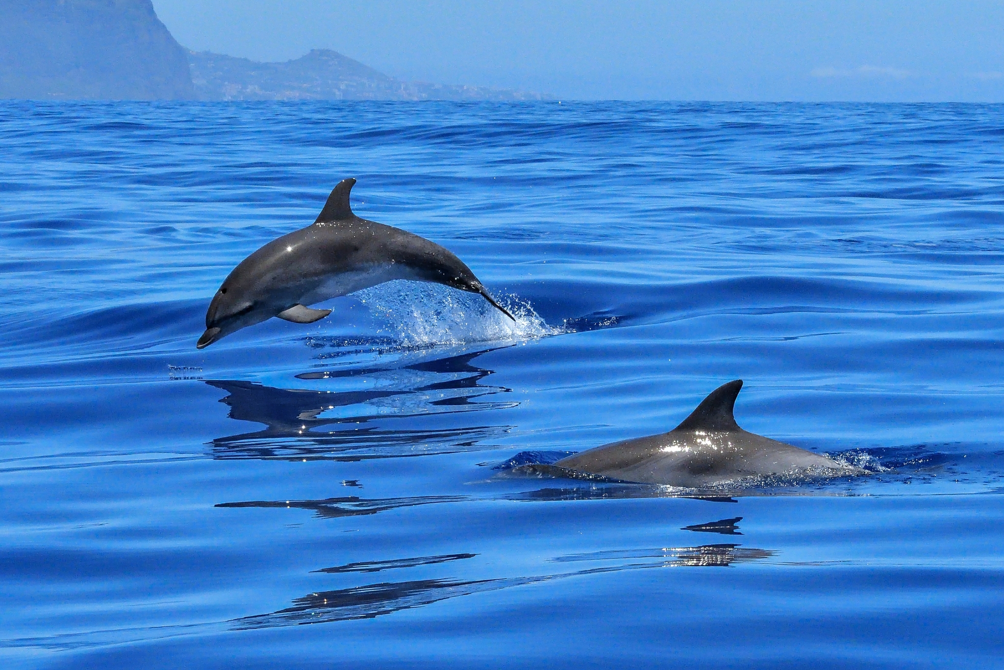 California Wildlife: 25+ Amazing Animals You Can See in the Golden State