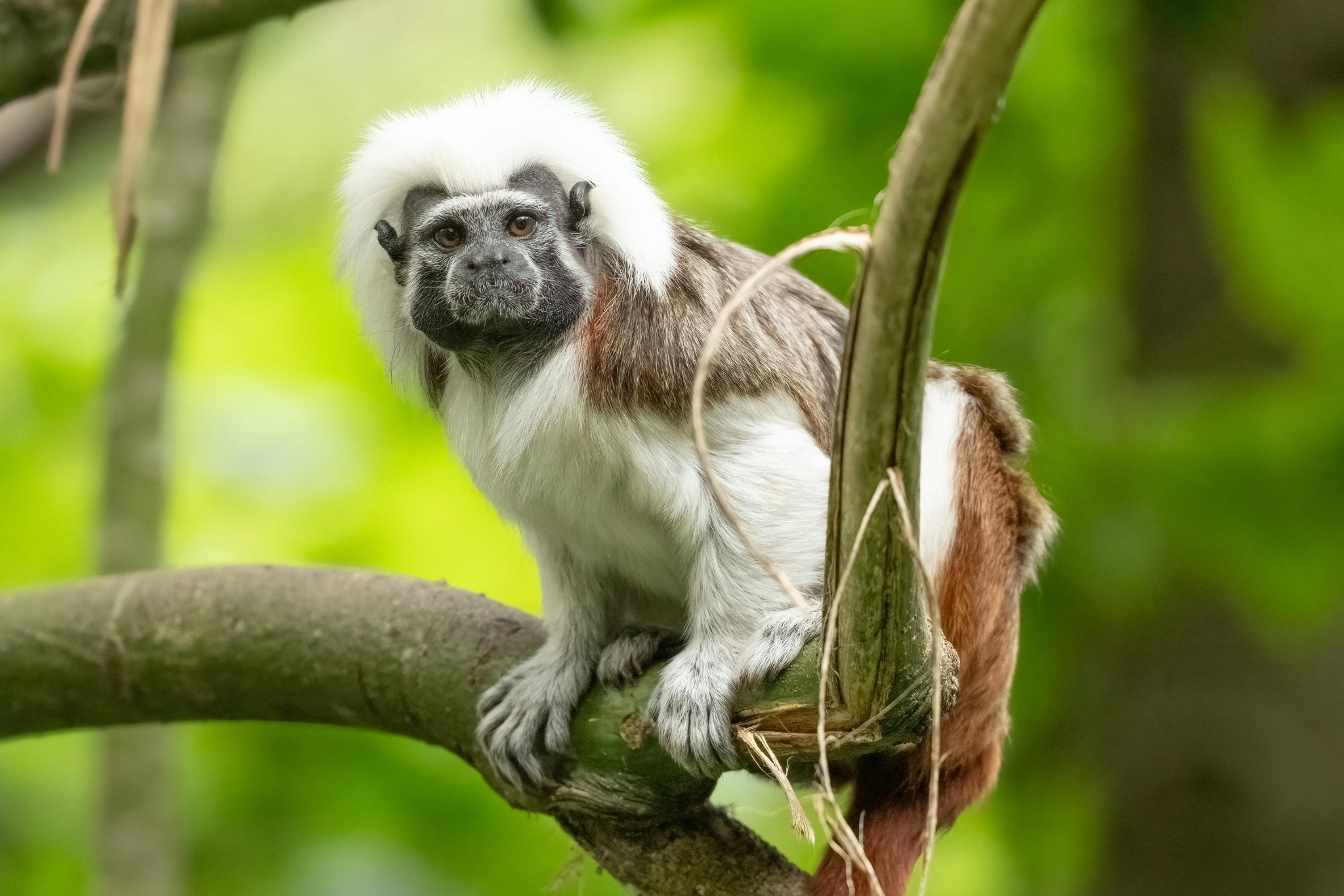 Modernizing the Endangered Species Act: How HR102 Brings Conservation into the 21st Century