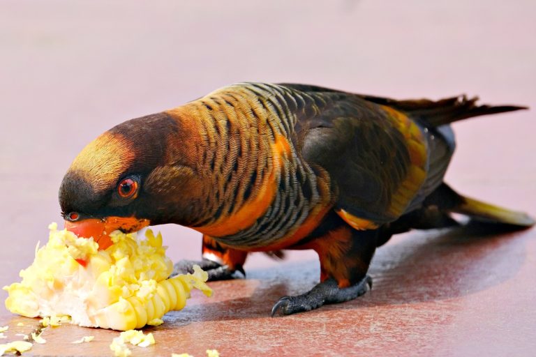Can Parrots Eat Popcorn?