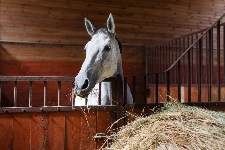 Best Types of Hay for Horses: Timothy, Alfalfa & More Compared