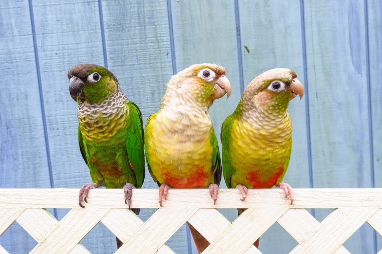 10 Reasons Why Green Cheek Conures Make Perfect Pets (For the Right Owner)