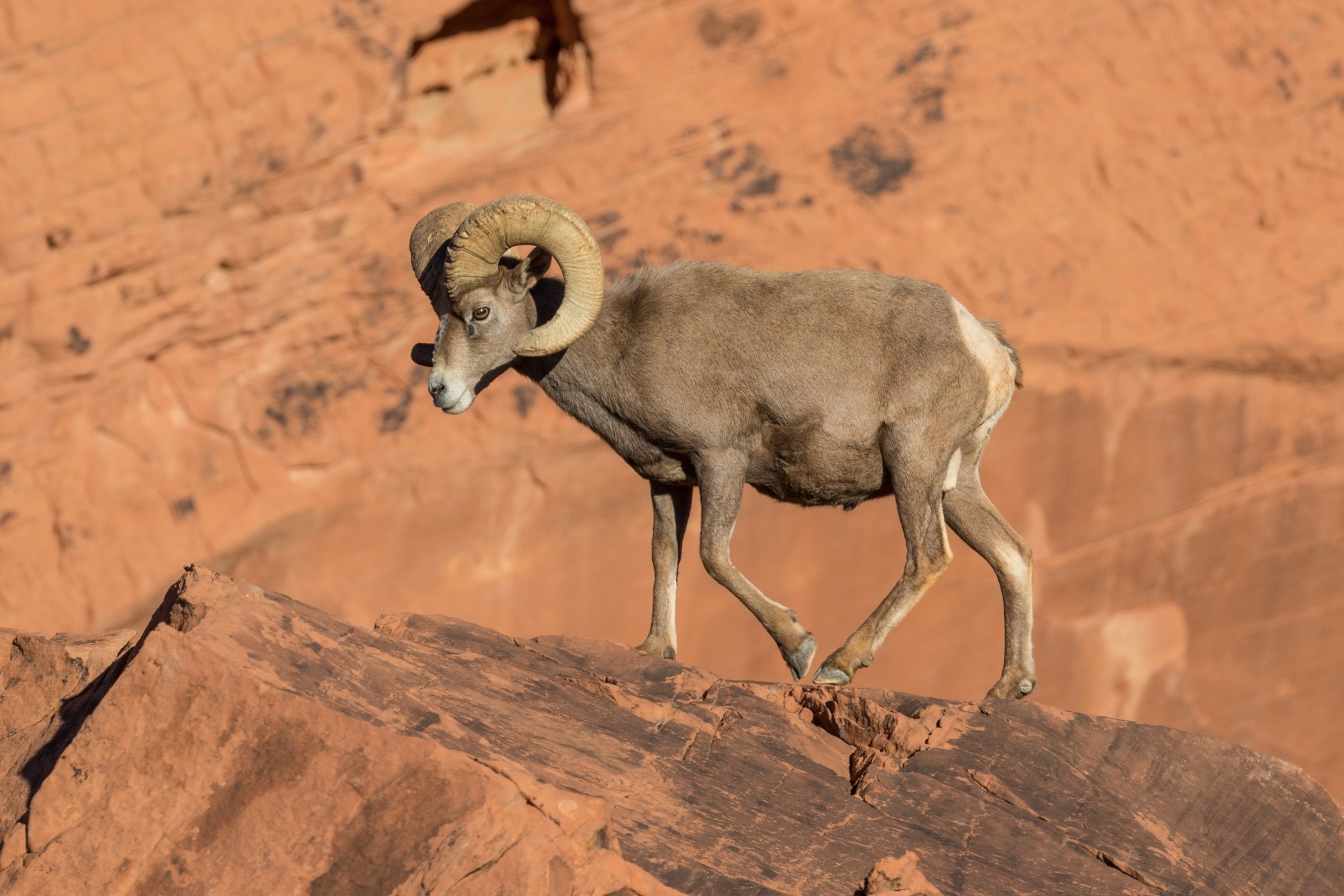 Arizona Wildlife Guide: 20+ Amazing Animals You Can Actually See