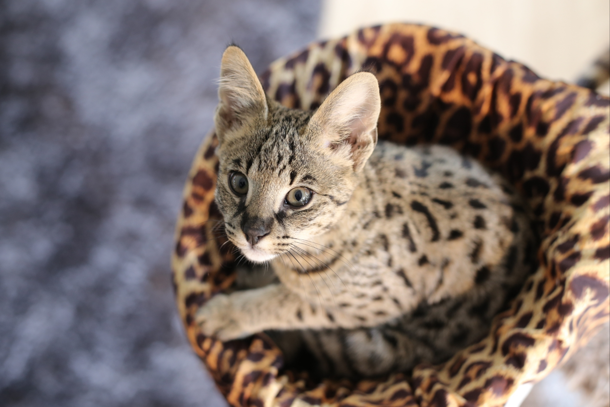 Do Savannah Cats Need Their Teeth Brushed? Pet Owners Guide to Dental Care