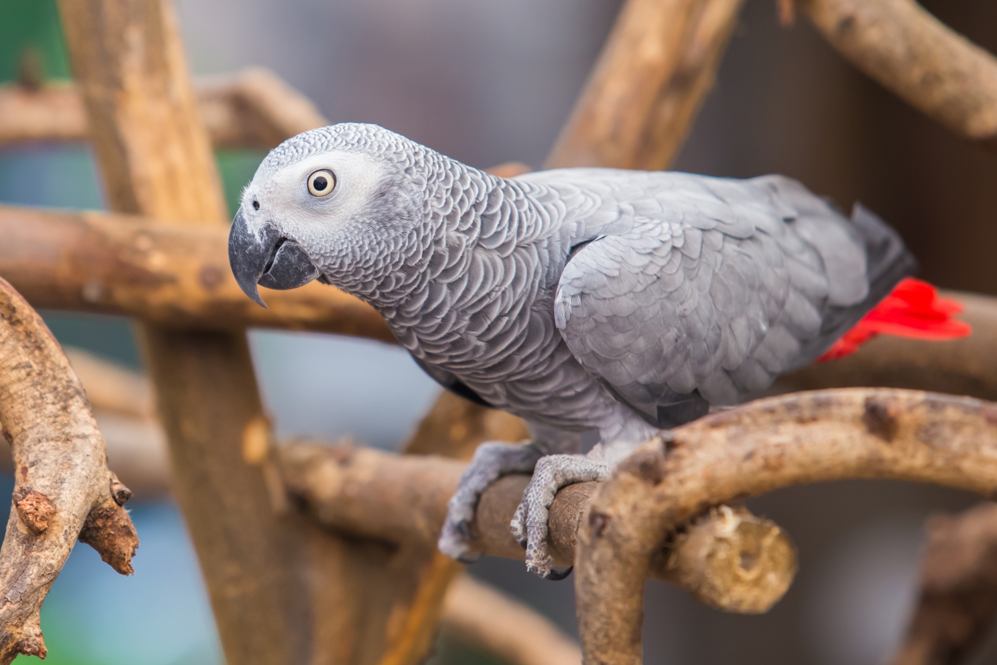 So You Want to Train Exotic Animals? - Your Complete Exotic Animal Trainer Guide