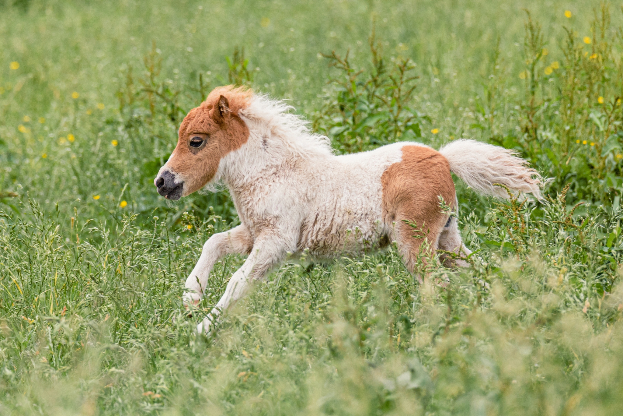 13 Amazing Uses for Miniature Horses: The Ultimate Pet Owner's Guide