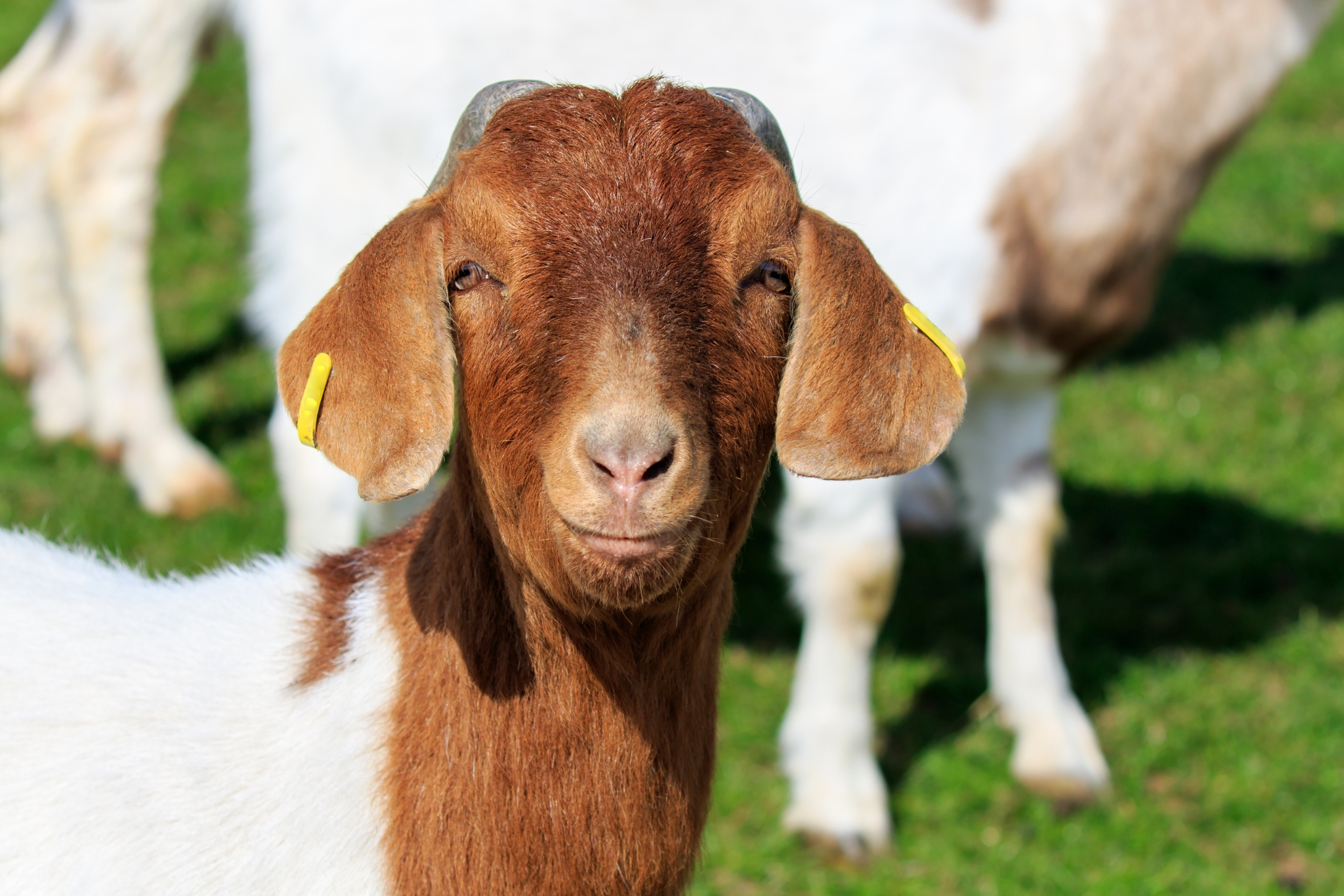 8 Reasons Why Every Homesteader Should Consider Boer Goats