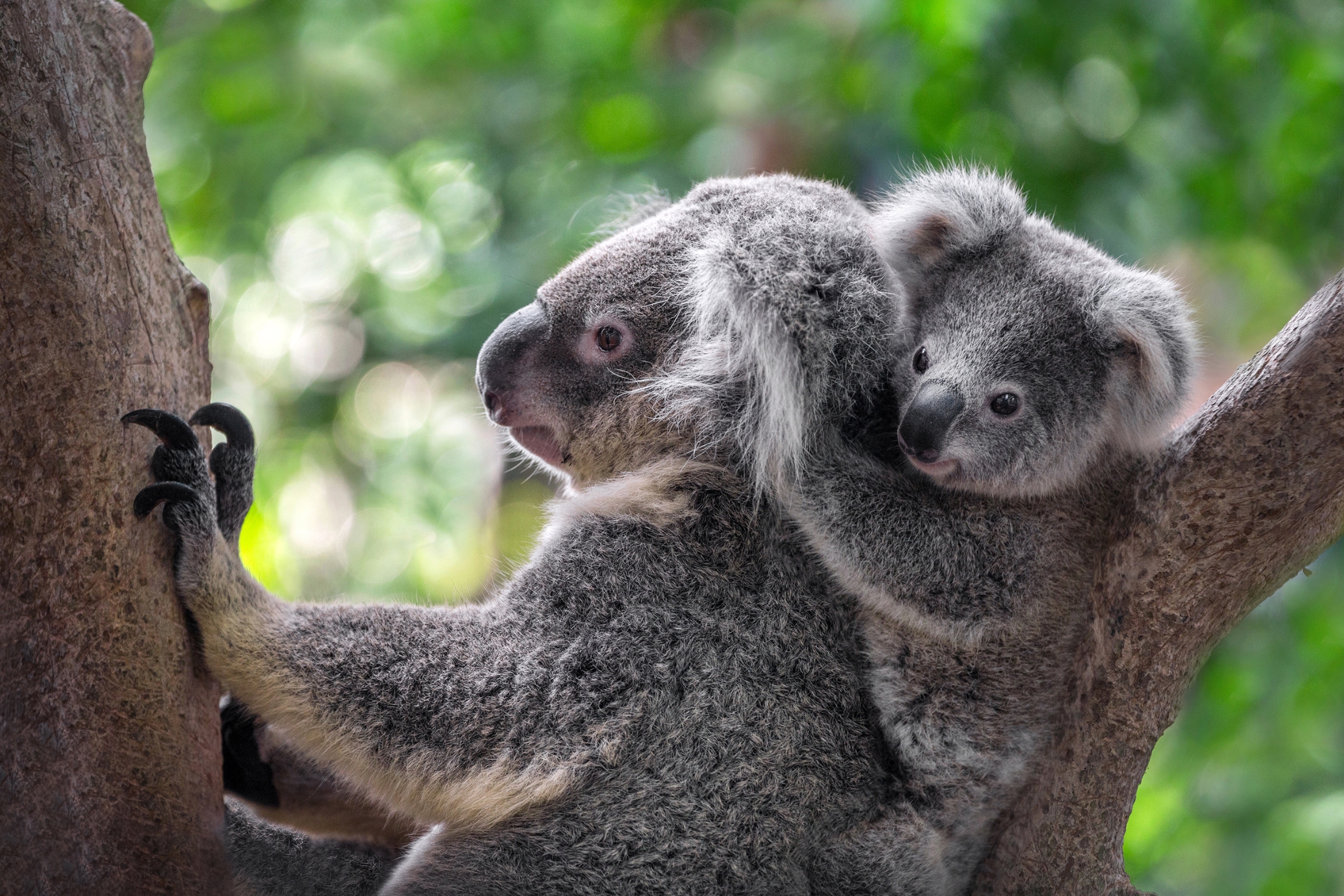 8 Adorable Koala Facts You Absolutely Didn't Know