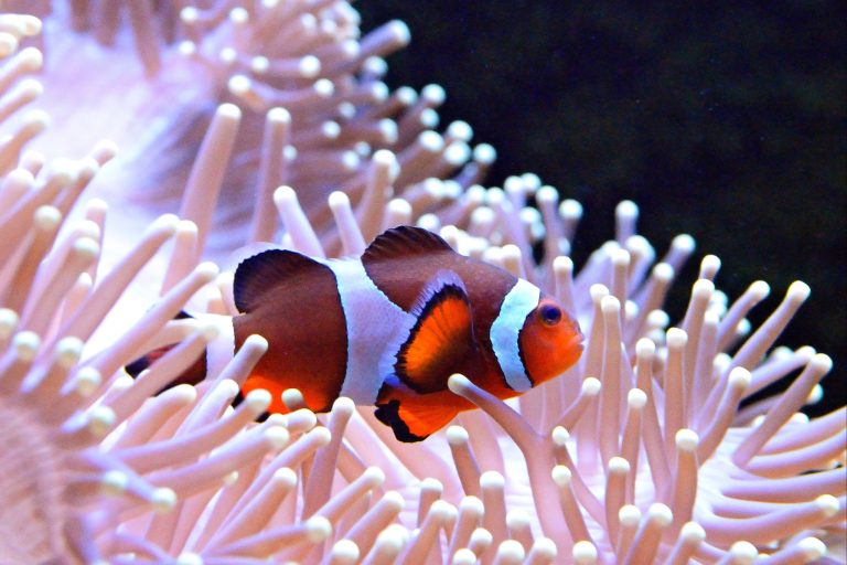 Are Clownfish Reef Safe? Everything You Need to Know Before Adding Nemo