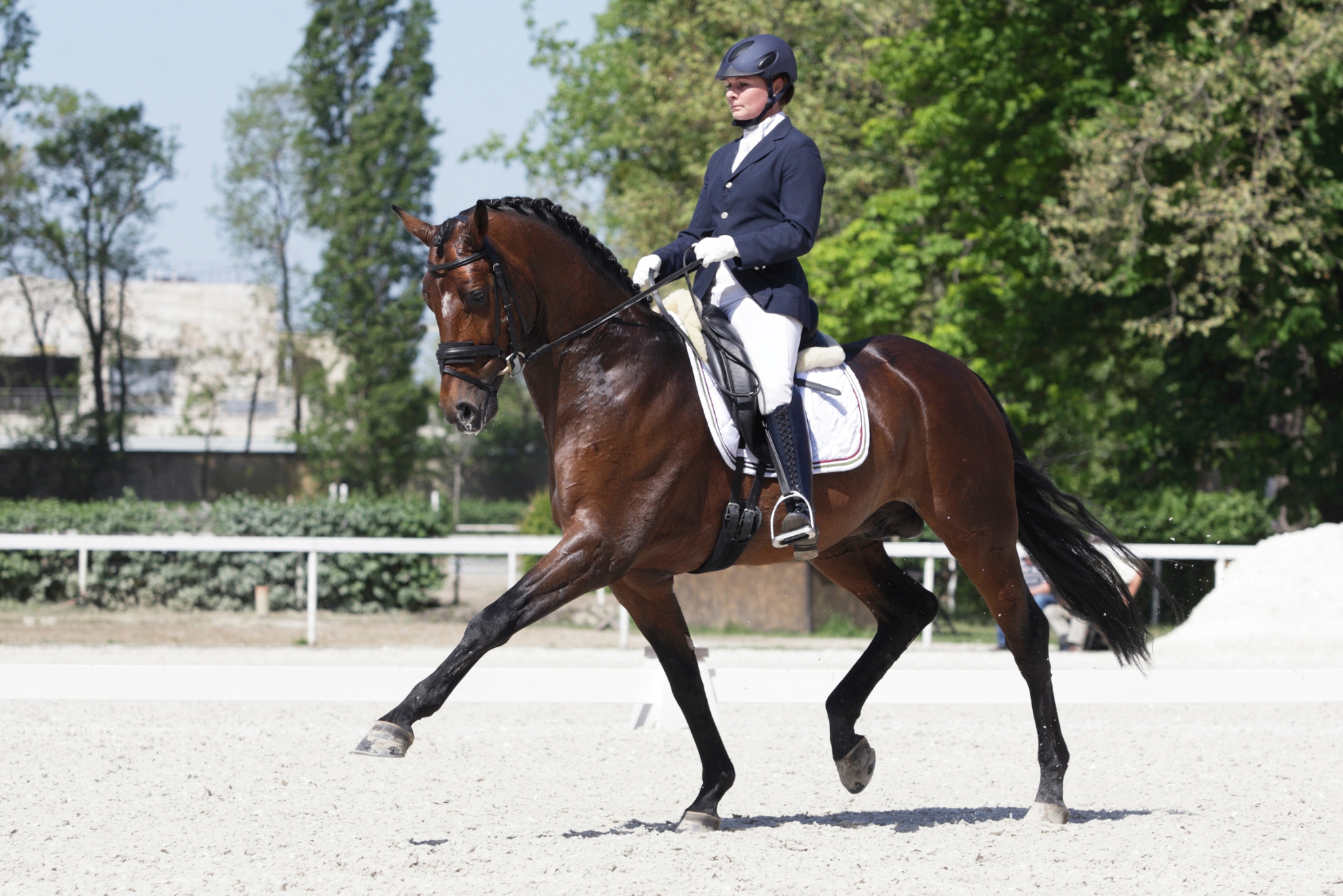 Why Every Horse Benefits from Classical Dressage Training (No Matter the Discipline)