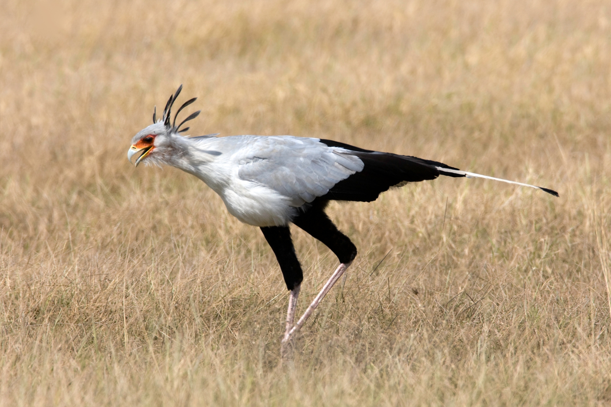 Animals That Thrive in Hot Weather: 15 Heat Loving Species