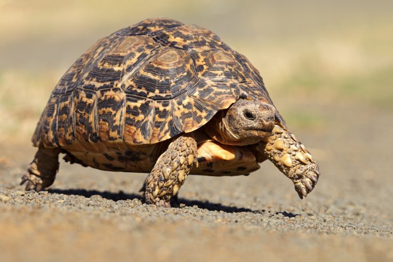 How to Keep Pet Tortoises Outdoors in the Arizona Desert Year Round