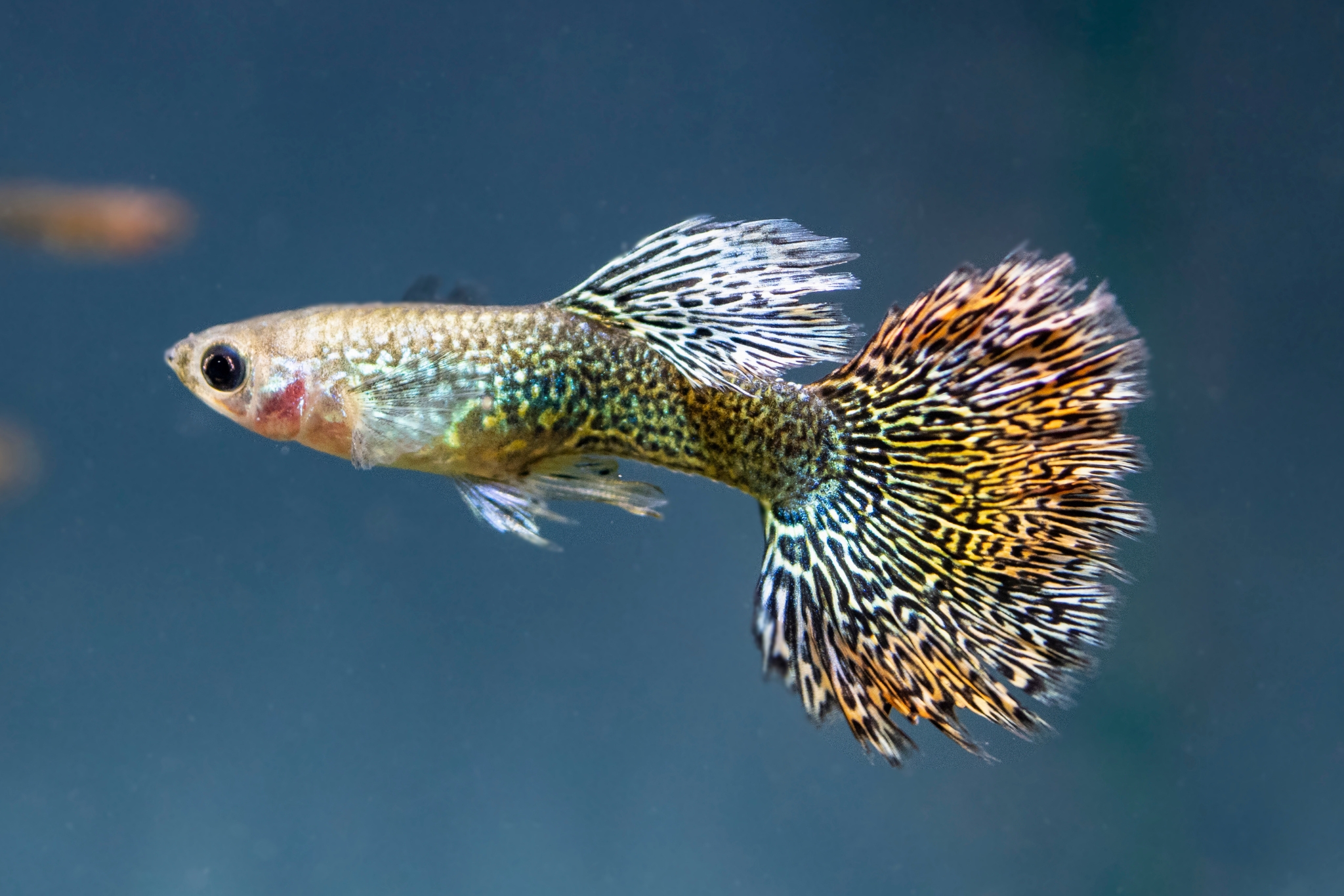14 Mind-Blowing Guppy Facts That'll Make You Love These Tiny Fish Even More