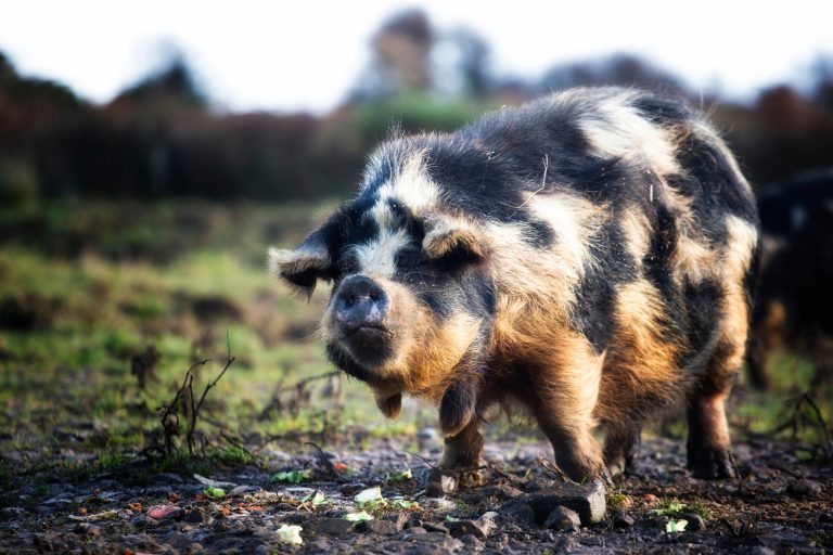 Why Kune Kune Pigs Are Awesome: 15 Reasons This Heritage Breed Is Perfect for Your Homestead