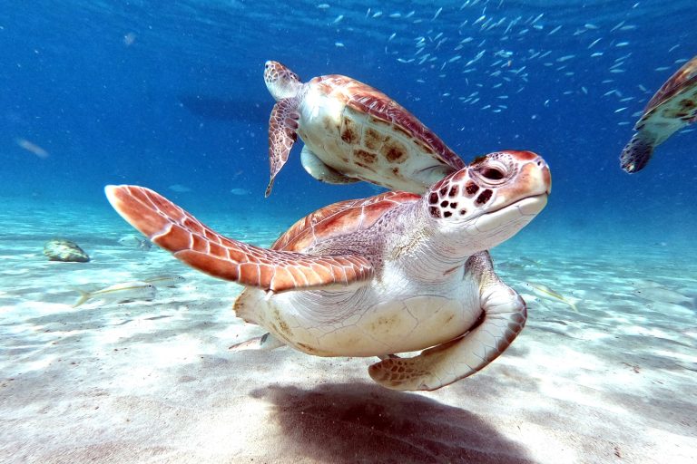 Guide to Hawaii Wildlife: 13 Incredible Animals to See in Paradise