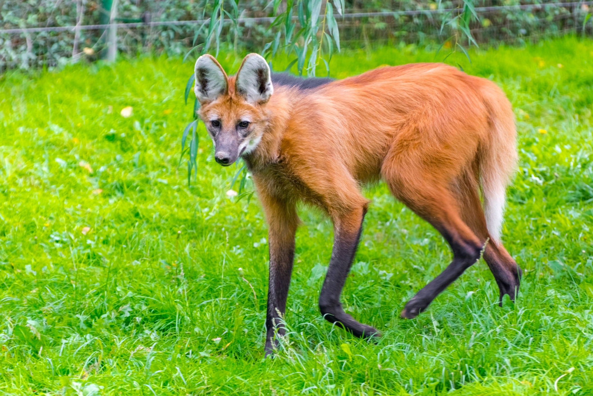 Meet the Maned Wolf: Surprising Facts You Definitely Didn't Know