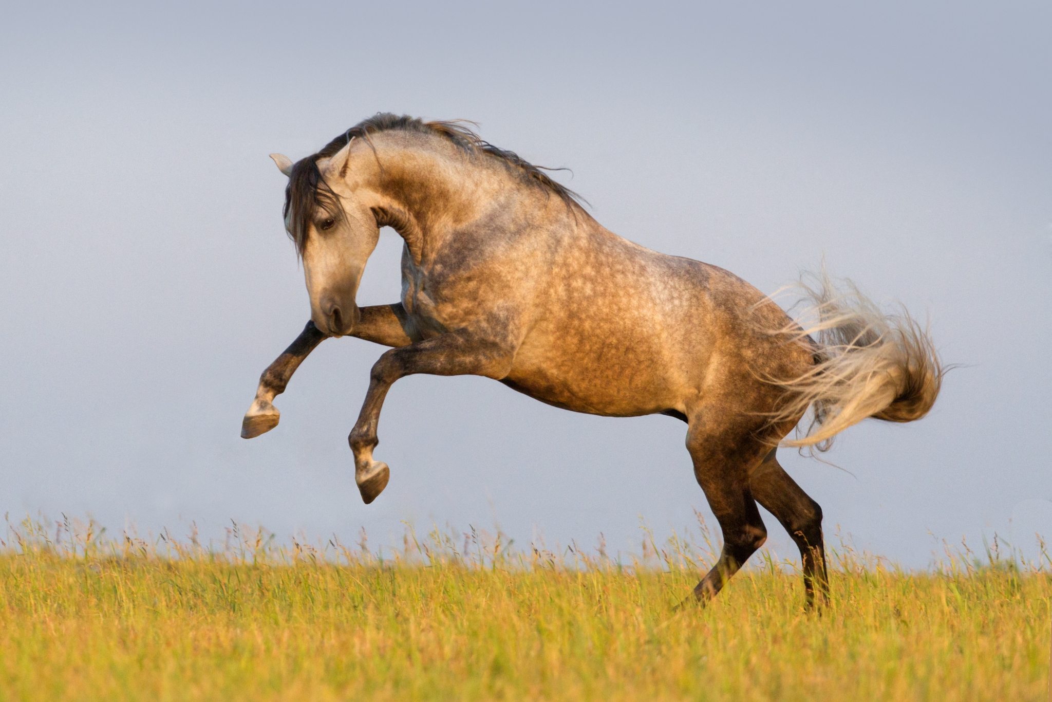 Do Horses Need Electrolyte Supplements? What Every Equestrian Needs to Know