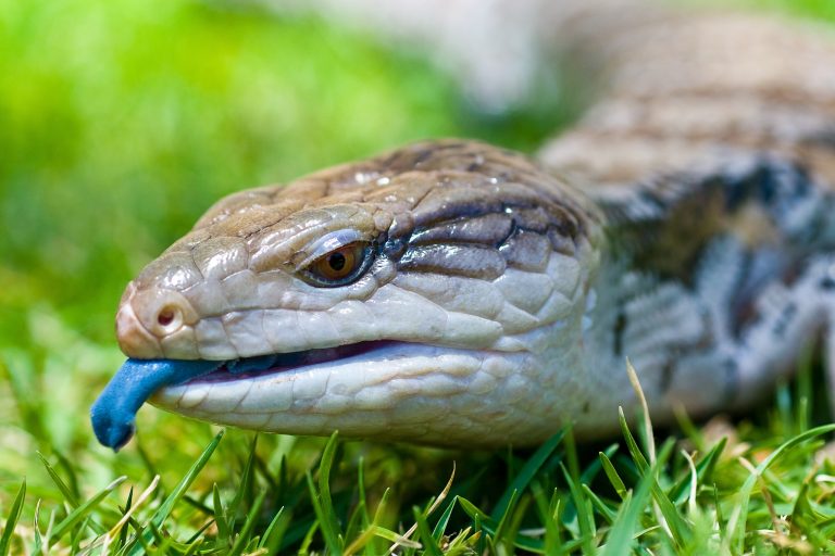Best Treats for Blue Tongue Skinks: What Your Scaly Friend Really Wants