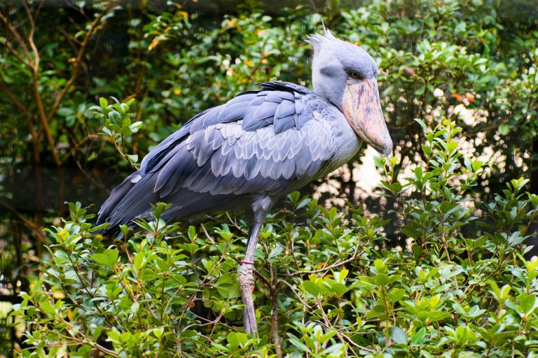 Meet the Shoebill: A Giant Bird You've Probably Never Heard Of
