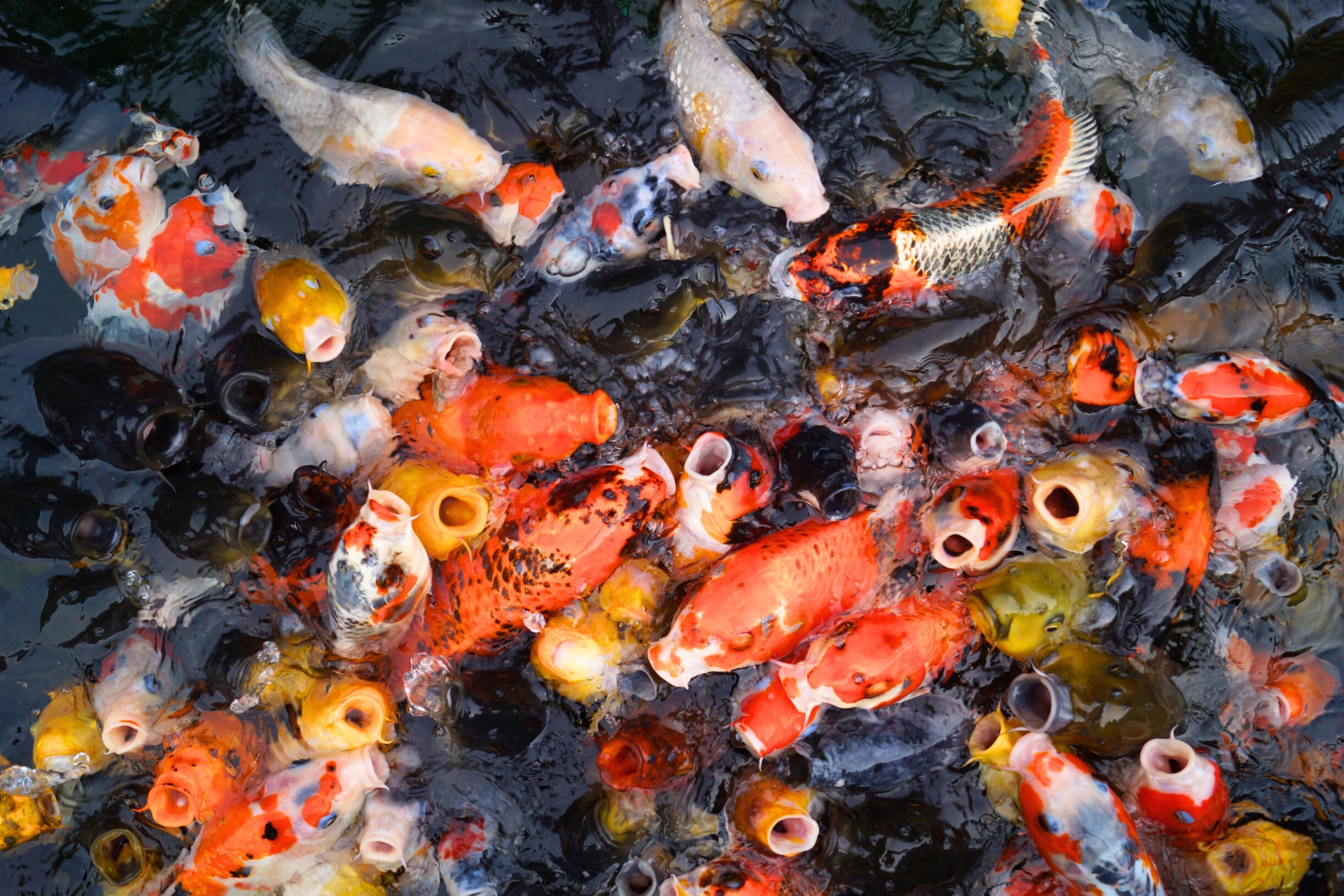 Can Koi Fish Eat Bread? What Experts Actually Recommend